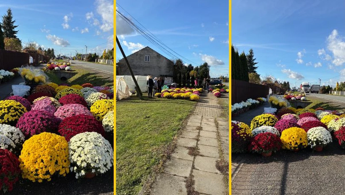 Kolorowe pola, zapach kwiatów i niepowtarzalny klimat przygotowań do 1 listopada – tak wygląda jesień w gminie Igołomia-Wawrzeńczyce. To tutaj, na wschód od Krakowa, powstaje prawdziwe zagłębie chryzantemowe, które od lat przyciąga tłumy kupujących z całej Małopolski. Skąd taka popularność tego miejsca i jak wyglądają ceny kwiatów w 2025 roku? Sprawdziliśmy na miejscu.