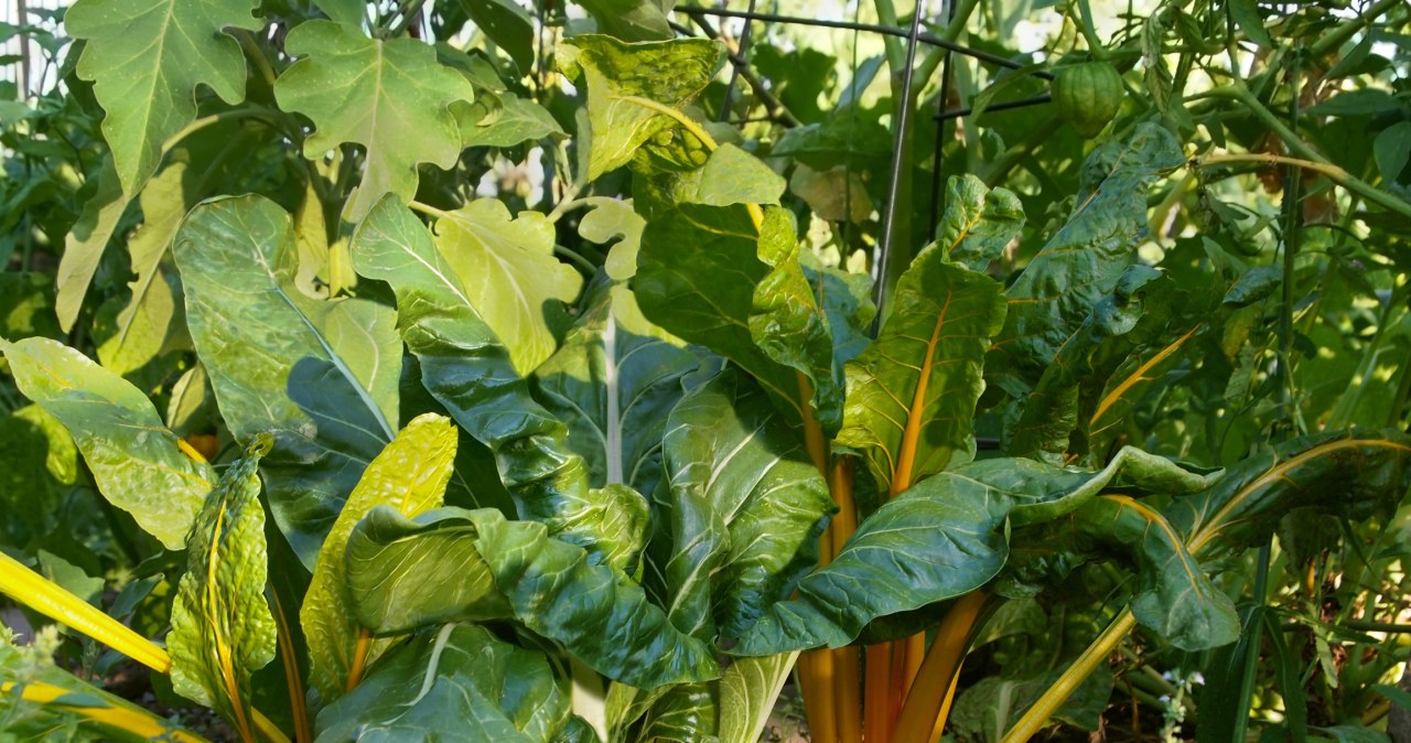 Polacy wyrzucają, a inni zajadają się ze smakiem. Bomba żelaza i witamin Polacy wyrzucają, a inni zajadają się ze smakiem. Bomba żelaza i witamin