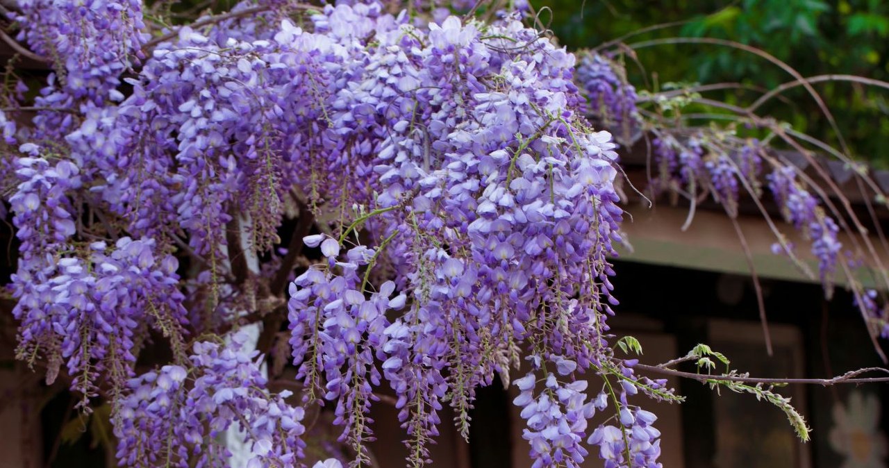Wiosenne cicie glicynii. Jak przygotowa wisteri do bujnego kwitnienia? -  Deccoria.pl