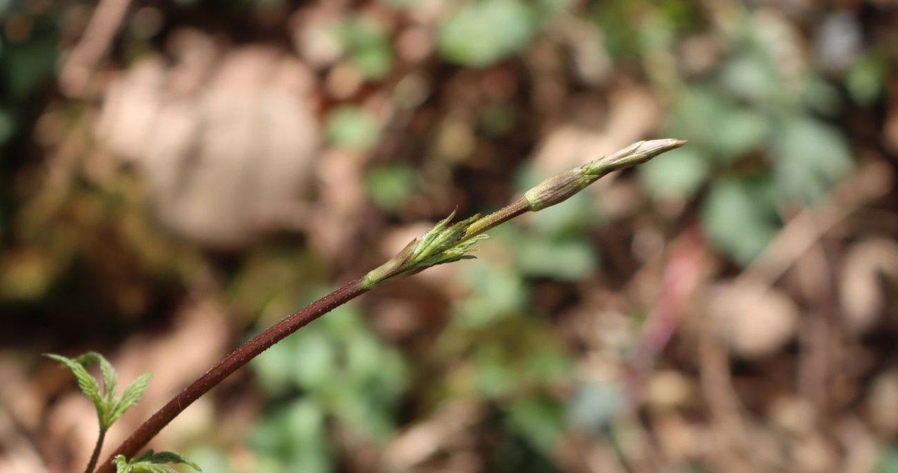 Polacy tępią je w ogródkach, a Belgowie płacą po 1000 euro za kg