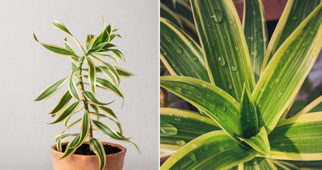 glücksfeder temperatur Zamioculcas zamiifolia main image 0