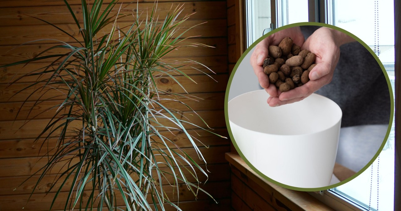 Dracena - popularne gatunki, uprawa i rozmnaanie. Jak uprawia dracen, by  zakwita? - Deccoria.pl