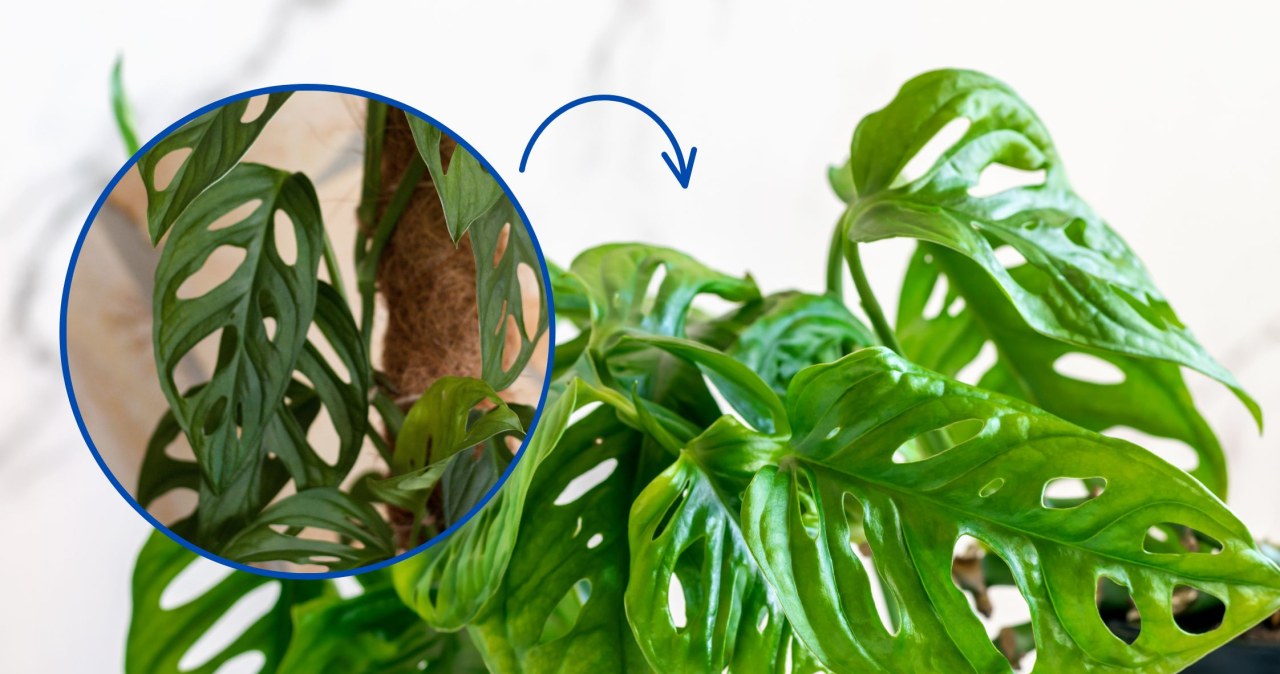 box for plant Plant Projects