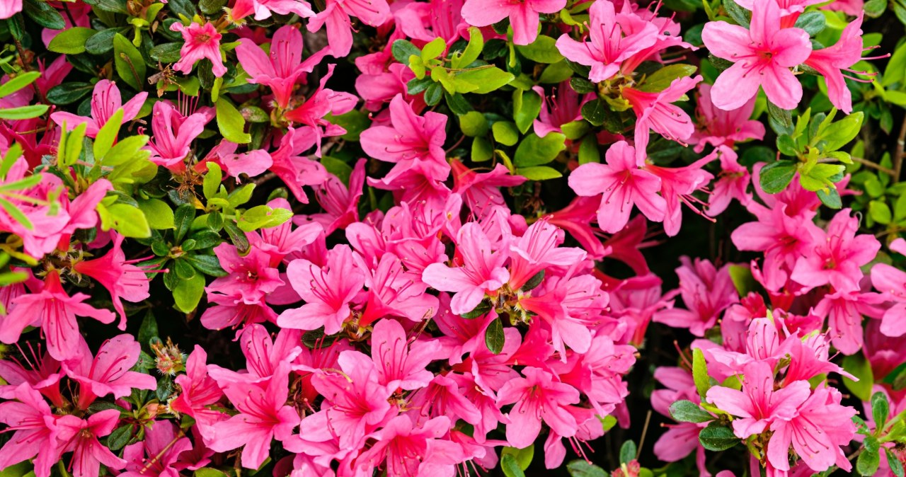 Nie zwlekaj. Wiosną zaserwuj azalii prosty zabieg