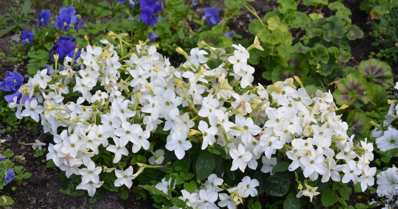 Zasadź ten kwiat koło tarasu, wejścia do domu. Powita gości cudnym zapachem