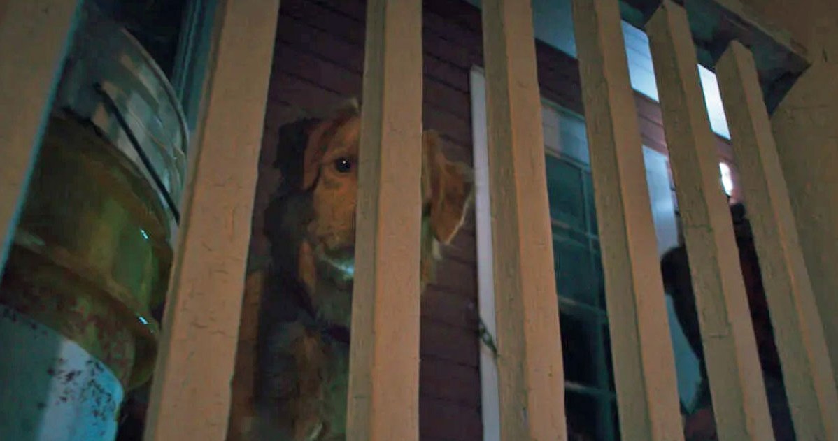 wiadomości,aktualności,Interia Takiego horroru jeszcze nie było. Prawdziwe ciarki na plecach