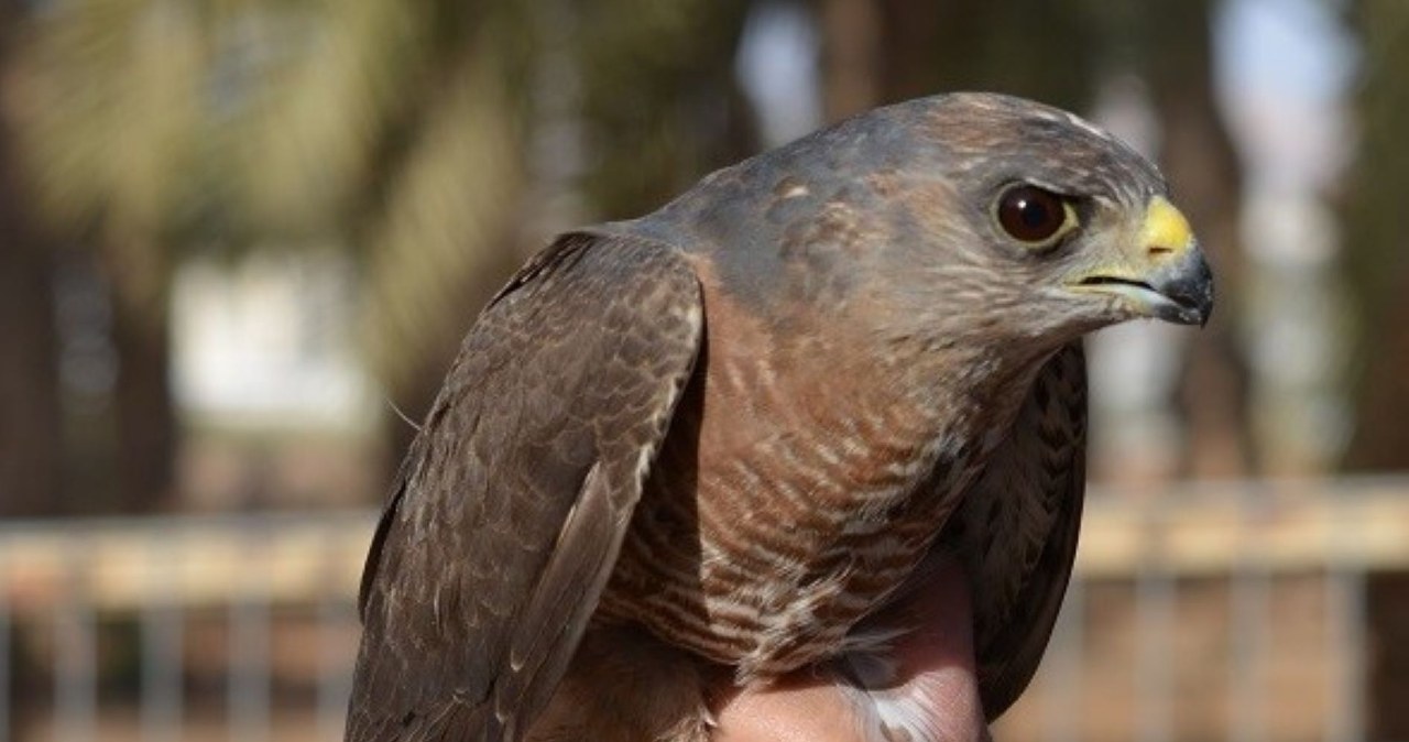 Bardzo rzadki ptak drapieżny wymiera. Nie dał rady wojnie w Ukrainie wiadomości,aktualności,Interia Bardzo rzadki ptak drapieżny wymiera. Nie dał rady wojnie w Ukrainie