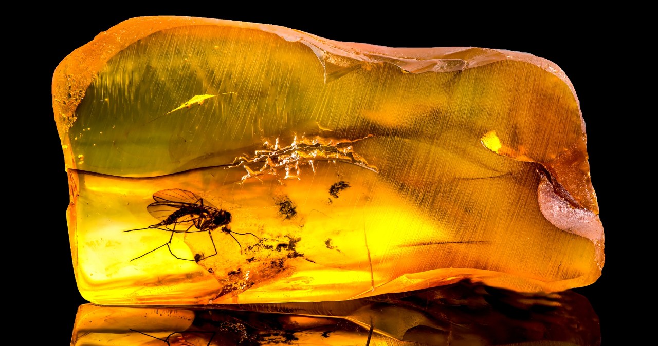 Przecierali oczy ze zdumienia. Bursztyn zawierał skarb sprzed 99 mln lat wiadomości,aktualności,Interia Przecierali oczy ze zdumienia. Bursztyn zawierał skarb sprzed 99 mln lat