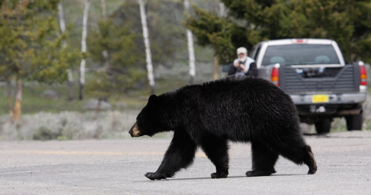 wiadomości,aktualności,Interia Wielkie polowanie na niedźwiedzie. Trudno uwierzyć, że w miesiąc zabili ich aż tyle