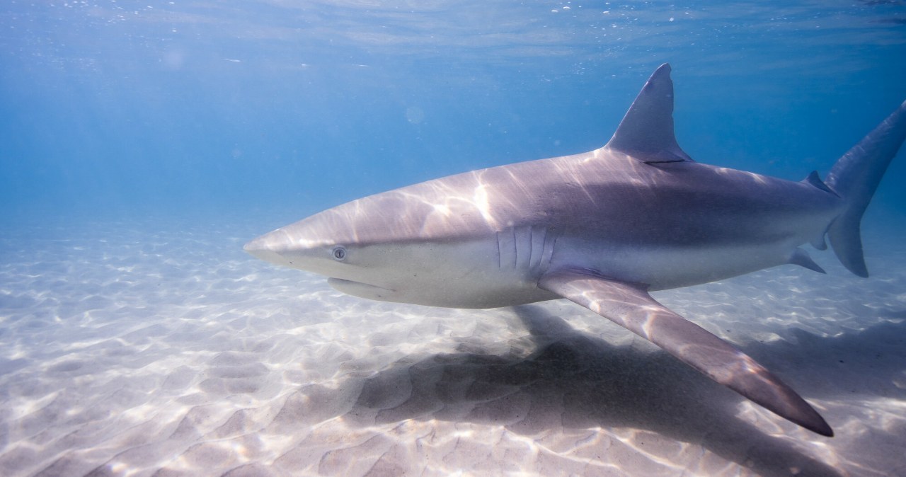 wiadomości,aktualności,Interia Nurek zginął w ataku łagodnych dotąd rekinów. Wiedzą już, dlaczego