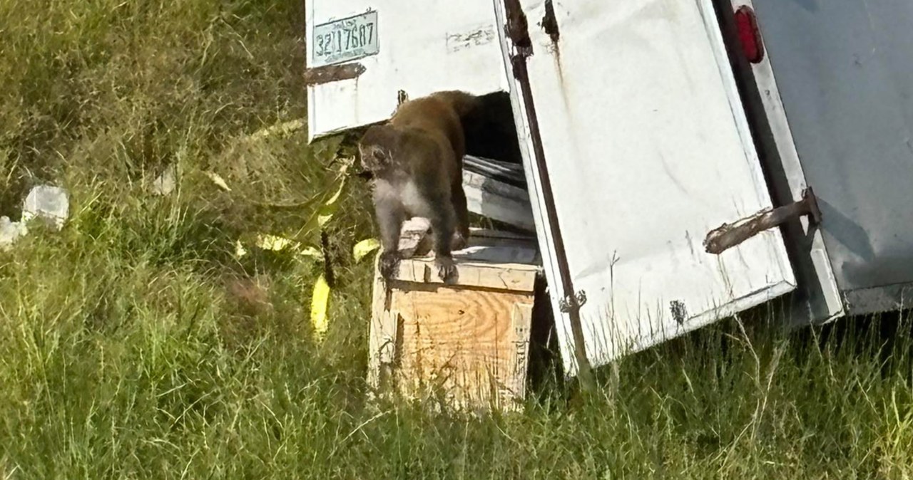 Jak w filmie! Makaki z laboratorium uciekły z ciężarówki