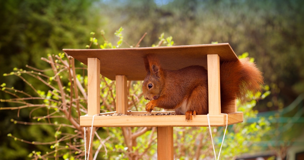 wiadomości,aktualności,Interia Koniecznie wsyp to do karmnika. Wiewiórki zlecą się jak szalone