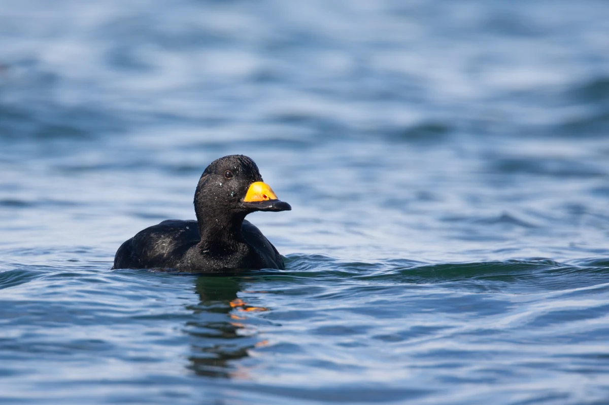 Nad polskim wybrzeżem Bałtyku pojawiła się markaczka amerykańska - niezwykle rzadki gatunek ptaka, który na co dzień zamieszkuje Amerykę Północną. To niecodzienne wydarzenie wzbudziło ogromne zainteresowanie wśród ornitologów i miłośników przyrody.