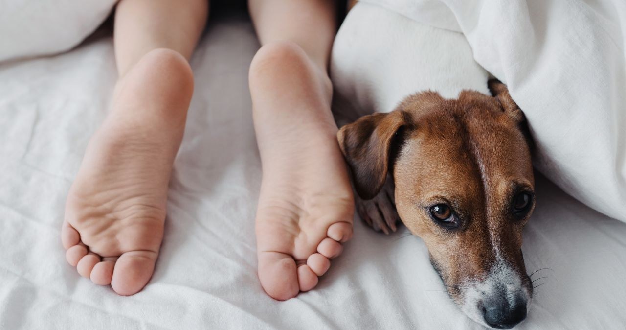 Nocny strażnik u twoich nóg. Skąd bierze się to zachowanie u psa?