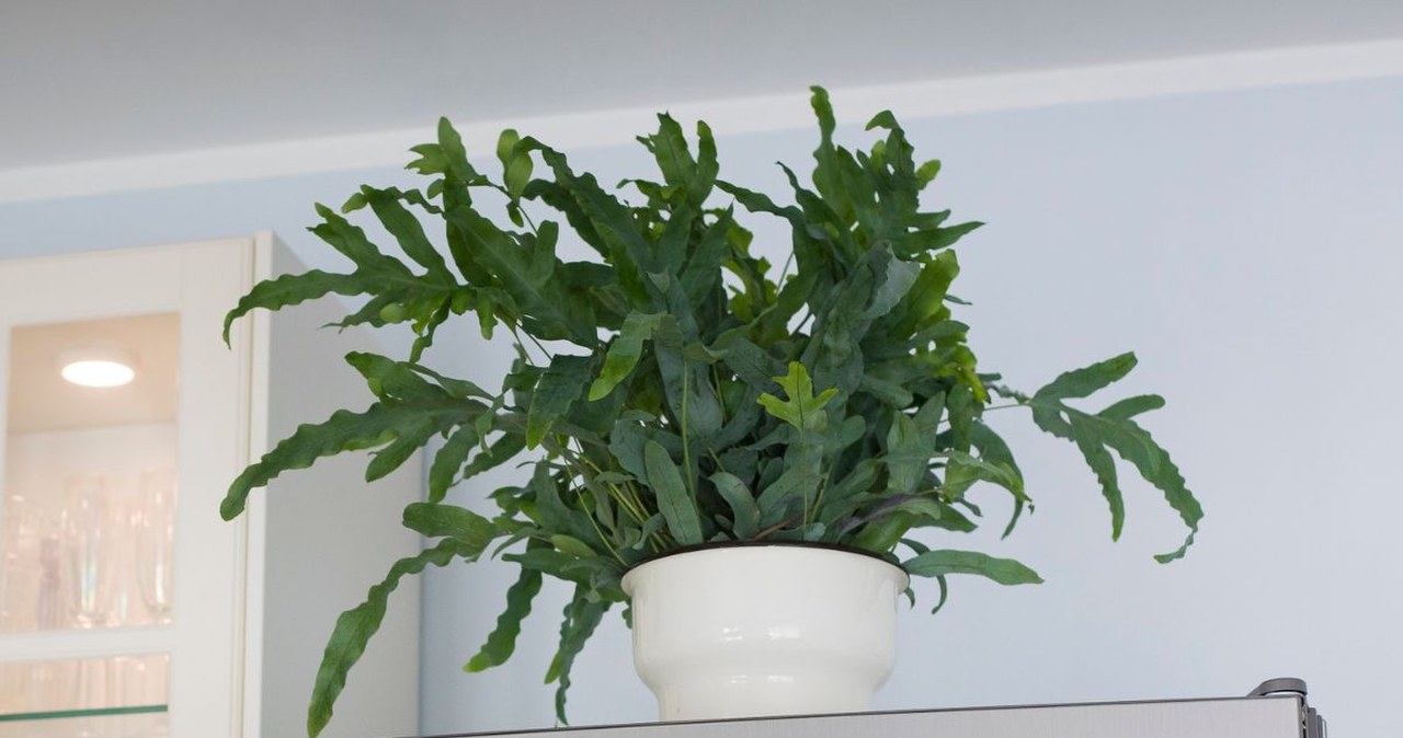 Nietypowa roślina o niebieskawych liściach. Jeszcze piękniejsza od klasycznej paprotki