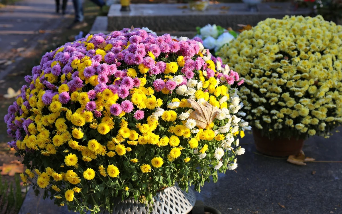 Zbliżające się Wszystkich Świętych to czas, gdy szczególnie dbamy o wygląd grobów naszych bliskich. Wybór odpowiednich kwiatów i ich trwałość to kwestie, które co roku budzą zainteresowanie. Okazuje się, że istnieje prosty, naturalny sposób na przedłużenie świeżości kwiatów.