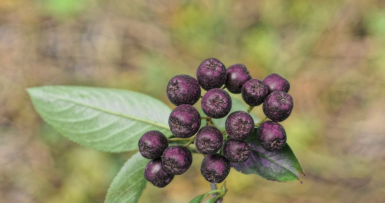 Wspiera odporność i obniża ciśnienie krwi. Zrobisz z niej smaczny dżem