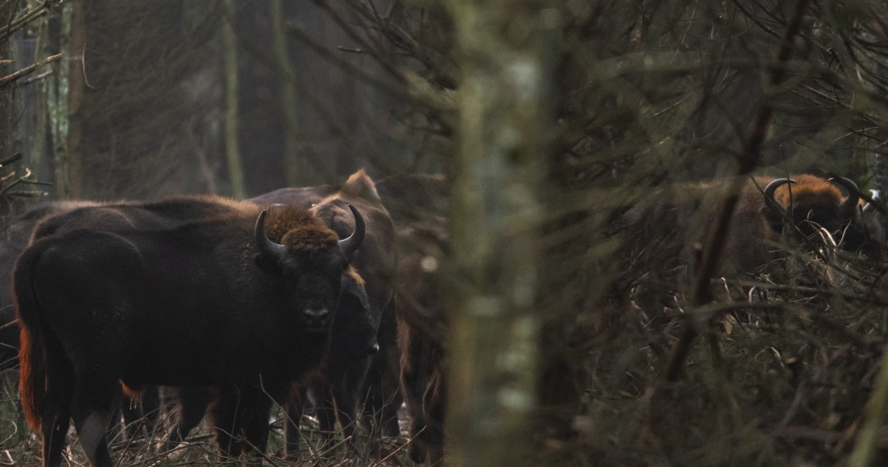 Podchodził do żubra w Puszczy Białowieskiej. Poszkodowany turysta w szpitalu