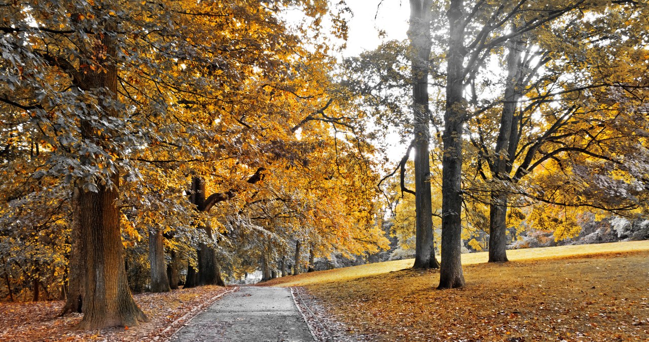 Nawet 19 stopni. Pogoda na Wszystkich Świętych może zaskoczyć