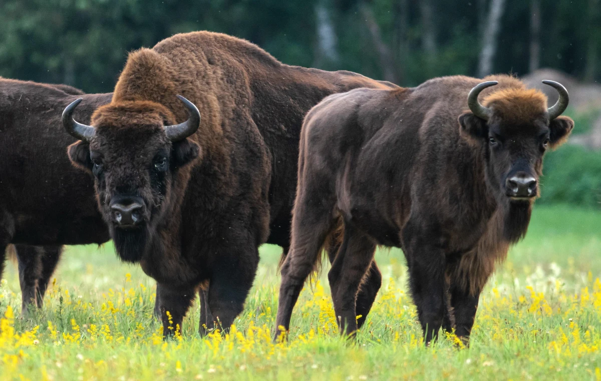 Groźna sytuacja w Teremiskach w powiecie hajnowskim (Podlaskie). Grupa turystów podeszła zbyt blisko do żubra. Niestety, jedna z osób chcąc zrobić zdjęcie, została poturbowana przez zwierzę i trafiła do szpitala.