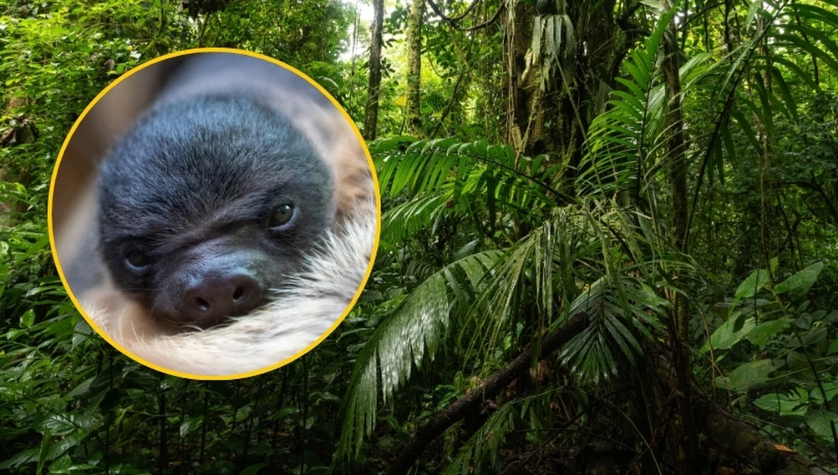 W orientarium łódzkiego ogrodu zoologicznego na świat przyszedł leniwiec. Maluch, który obecnie cały czas przebywa przy swojej mamie, jest w dobrej kondycji. Na razie oboje nie pojawiają się jeszcze na wybiegu – po okresie adaptacji najmłodszego mieszkańca będzie można zobaczyć w pawilonie tropikalnym.