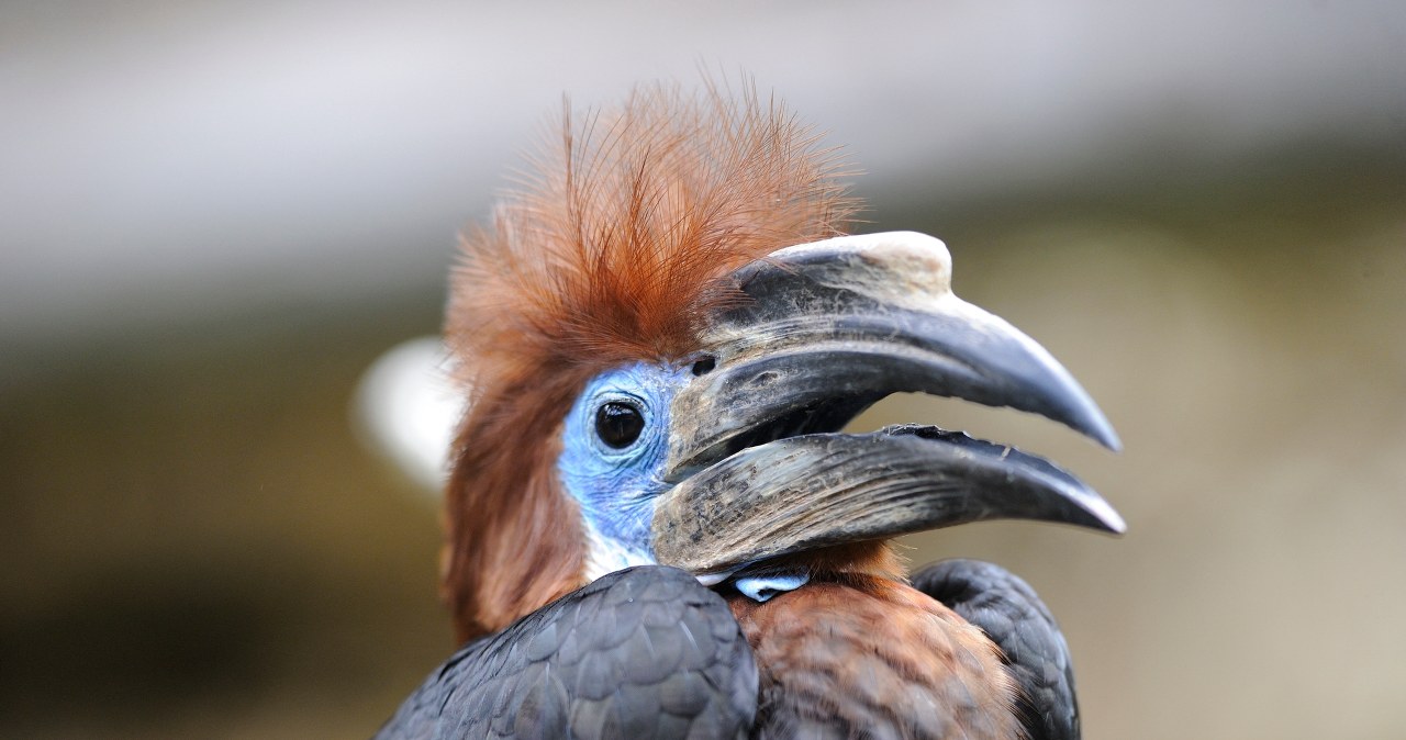 Ptak, który zamurowuje partnerkę, ma problem. Kłusownicy mu nie odpuszczą