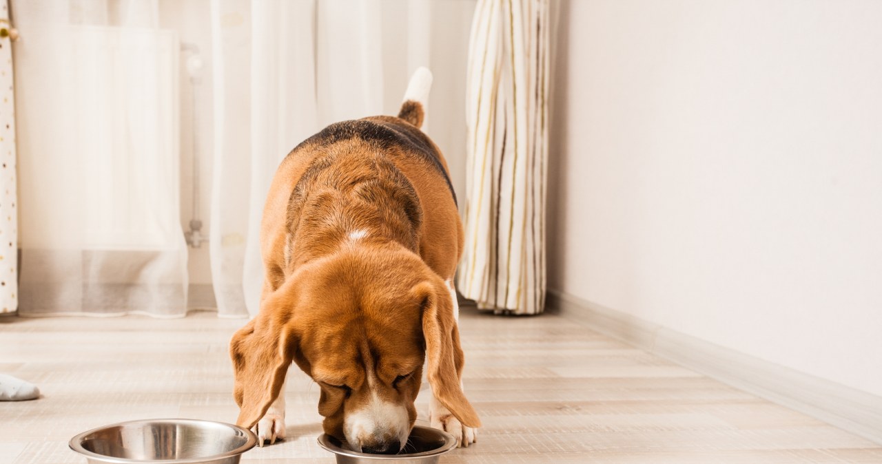 Czy psy mogą jeść orzechy? Te są najgorszym wyborem