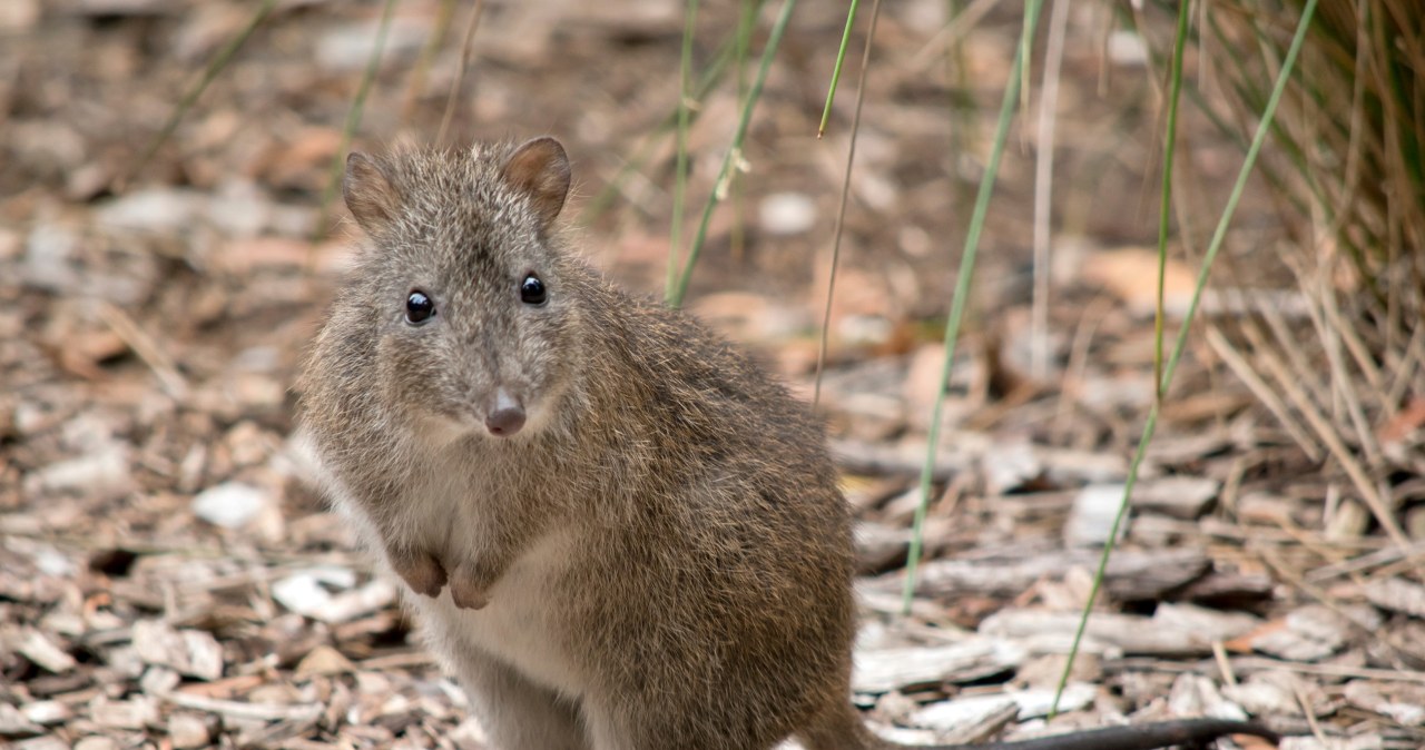 Kanguroszczur długonogi był niemal wymarły. Pojawił się pod Górą Kościuszki