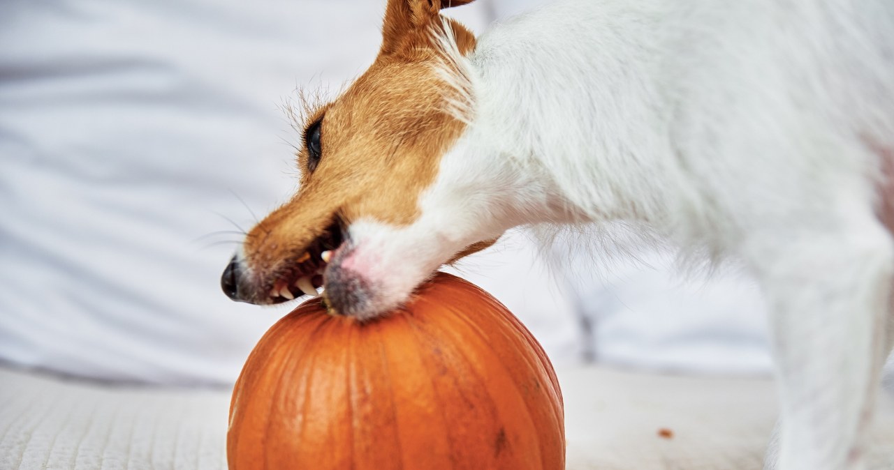 Czy pies może jeść dynię? To może być świetne lekarstwo