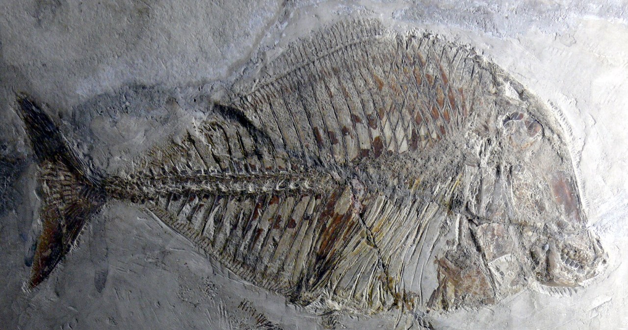 Stalowe zęby drapieżcy. Fascynujące odkrycie w polskim kamieniołomie