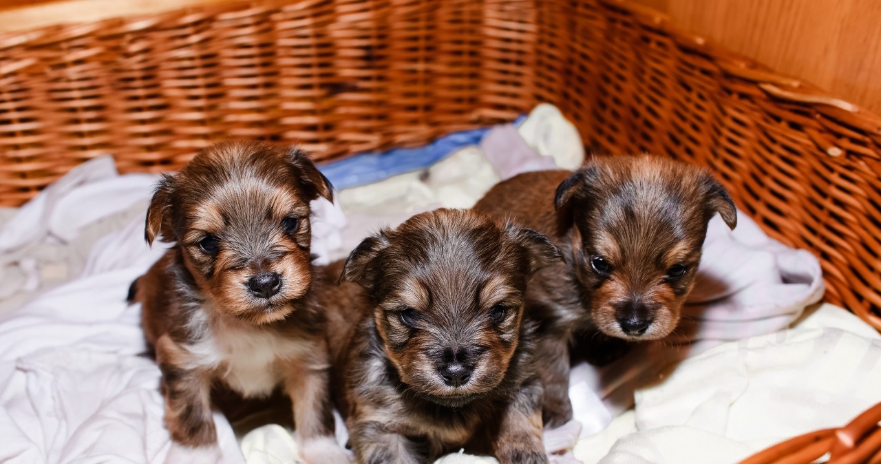 "Pies za darmo, ale koszt utrzymania 700 zł". Lepiej zgłoś takie ogłoszenie