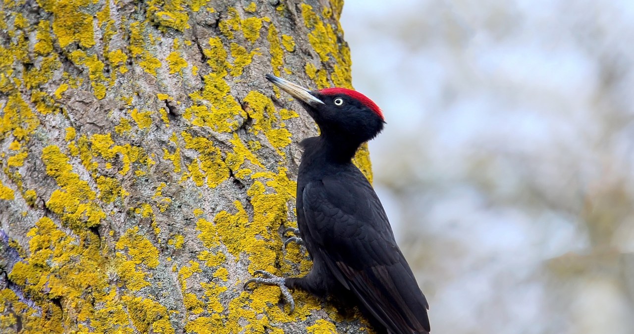 wiadomości,aktualności,Interia Polskie ptaki zaczęły wybierać cmentarze. Przyciągają je. Co się dzieje?
