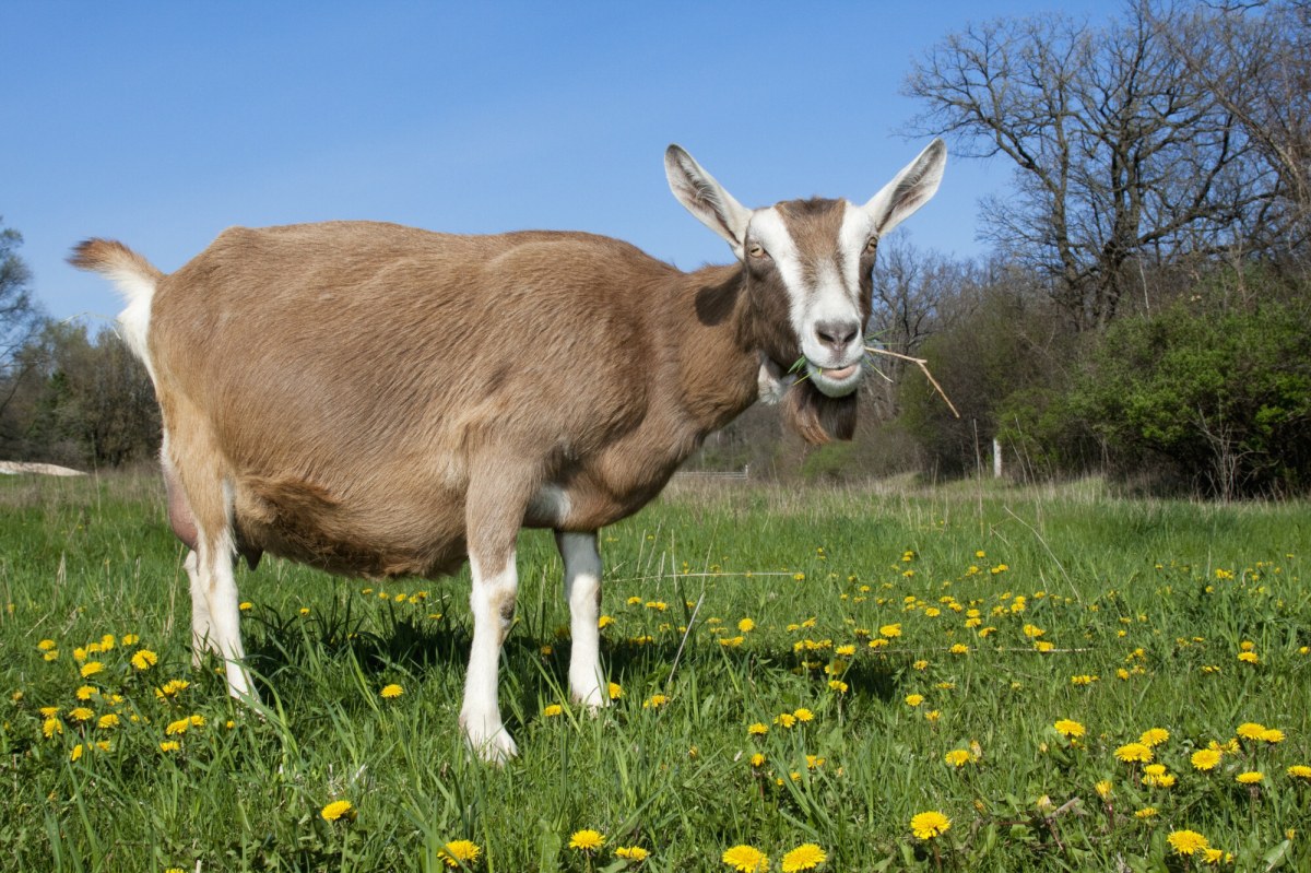 Kozy dostaną pracę. Kraków zagłosował