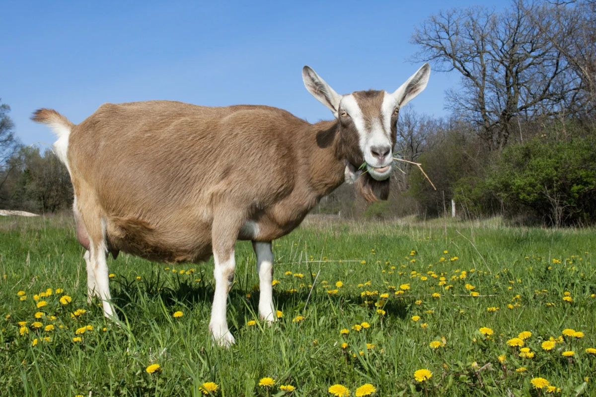 W 12. edycji Budżetu Obywatelskiego Miasta Krakowa mieszkańcy najchętniej wybierali projekty związane z zielenią i sportem. Do realizacji, z 737 zgłoszonych pomysłów, trafi 185 – 11 ogólnomiejskich i 174 dzielnicowe – o łącznej wartości 51 mln zł. Wśród nich znalazł się projekt, w myśl którego na części terenów zielonych w mieście będą wypasane kozy.
