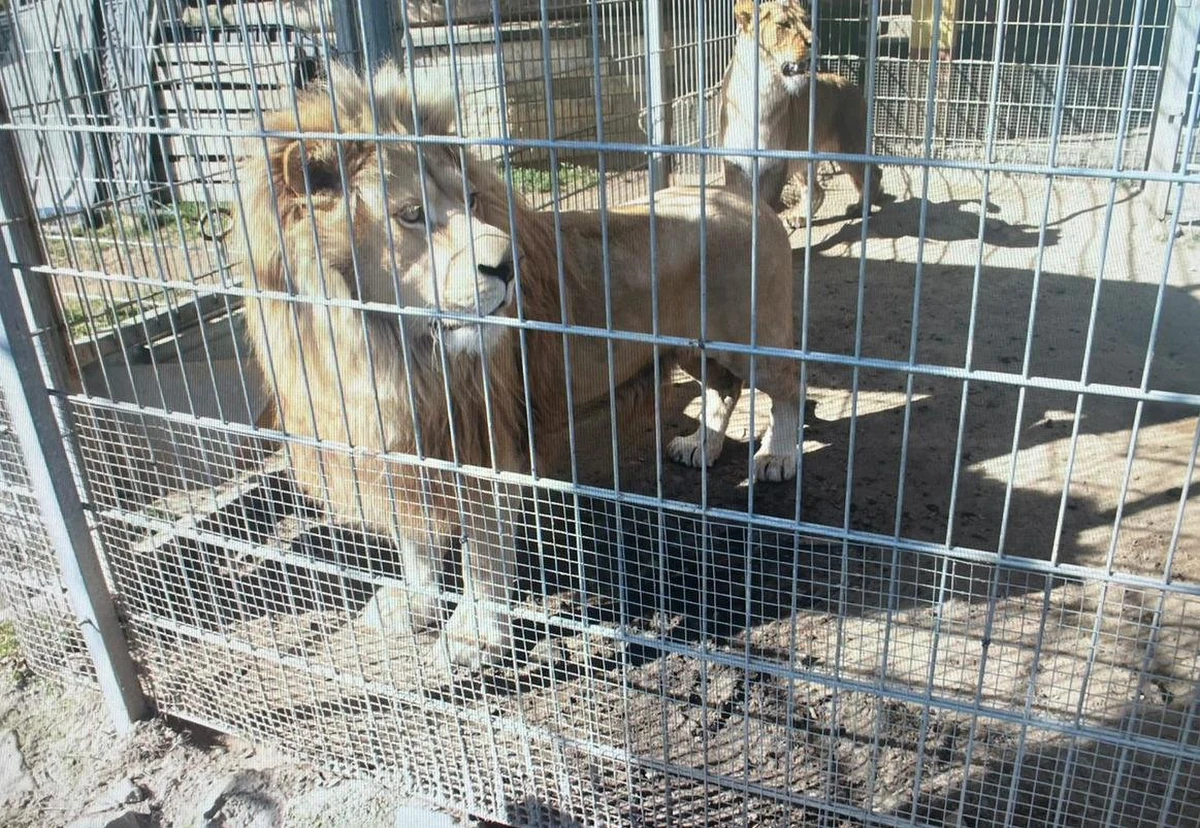Mieszkaniec Czchowa w powiecie brzeskim (Małopolskie) usłyszał zarzuty dotyczące nielegalnego posiadania i przetrzymywania egzotycznych zwierząt - dwóch lwów afrykańskich oraz tygrysa bengalskiego. Oprócz tego mężczyzna odpowie za znęcanie się nad zwierzętami oraz fałszowanie dokumentacji. Grozi mu nawet do 5 lat więzienia.