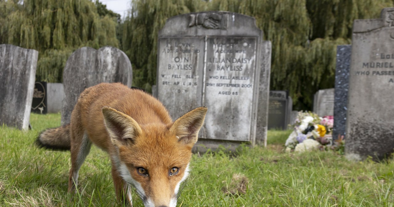 wiadomości,aktualności,Interia To może być zaskoczenie. Te zwierzęta naprawdę mieszkają na cmentarzu