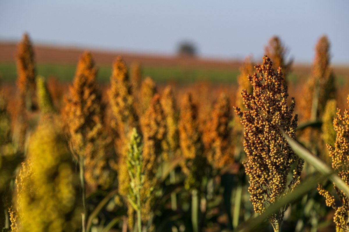 Zboże, które może zrewolucjonizować zdrową dietę