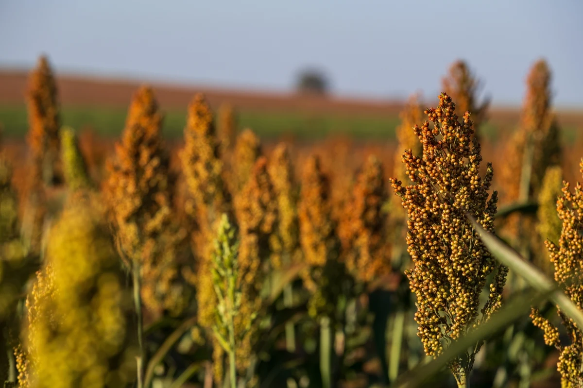 Sorgo wraca do łask. Odporne na suszę i trudne warunki, bogate w składniki odżywcze i naturalnie bezglutenowe ziarno zdobywa coraz większą popularność wśród dietetyków i naukowców.