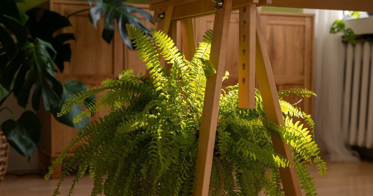 6 roślin, dzięki którym zapomnisz o suchym powietrzu w swoim domu