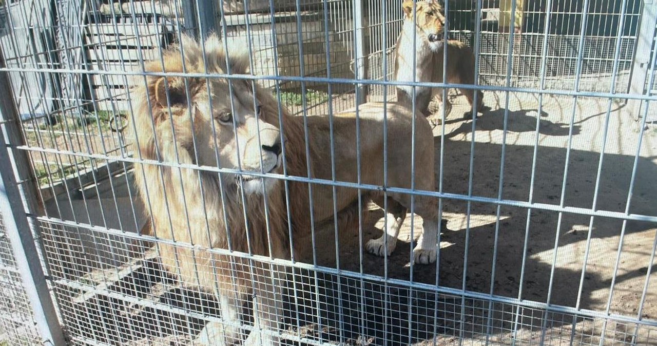 Skandal w Małopolsce. Nielegalnie więził tygrysa i lwa, udawał, że to cyrk