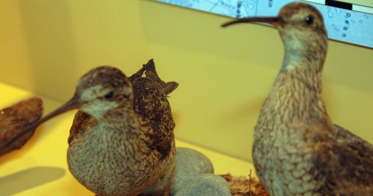 wiadomości,aktualności,Interia Krytycznie zagrożony czy wymarły? Refleksyjna opowieść o wędrownym ptaku