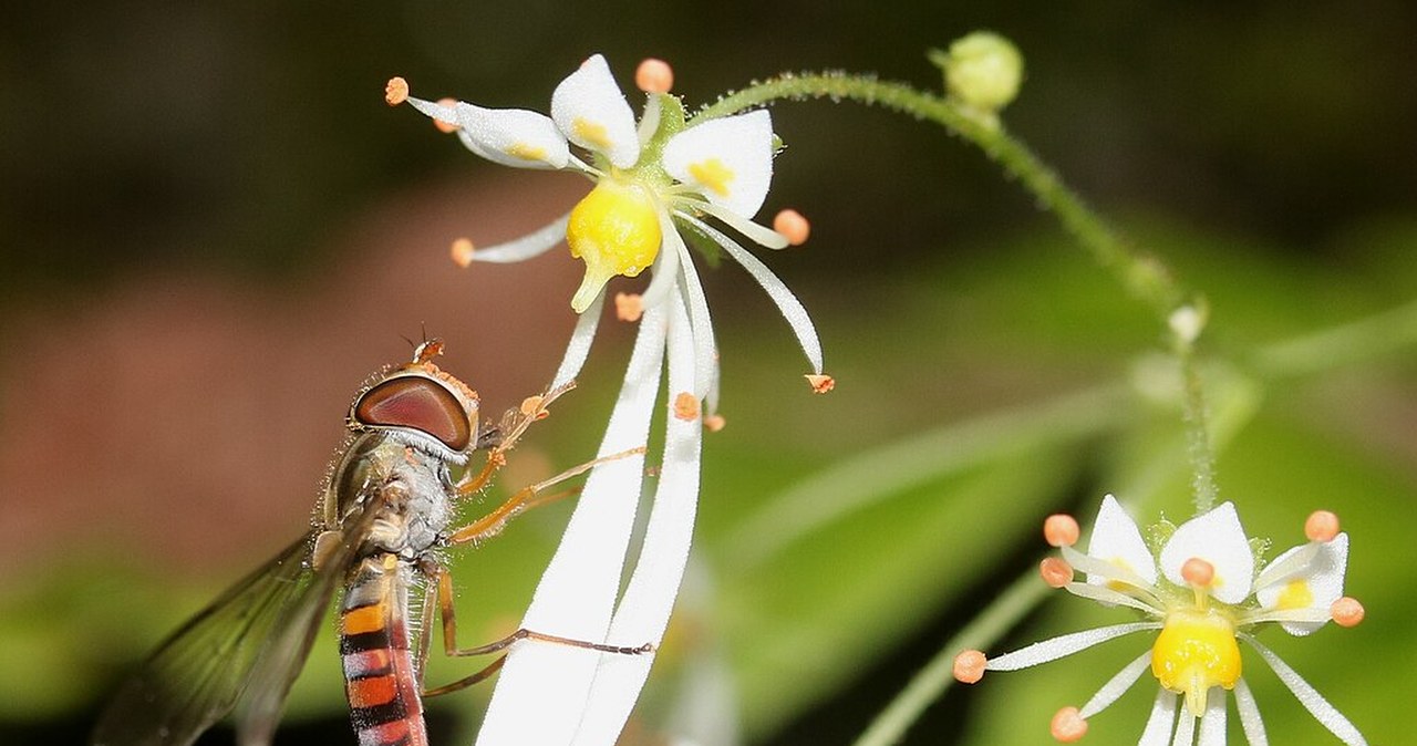 wiadomości,aktualności,Interia Kwitnie, gdy inne rośliny zaczynają zimować. Ma kwiaty jak gwiazdki