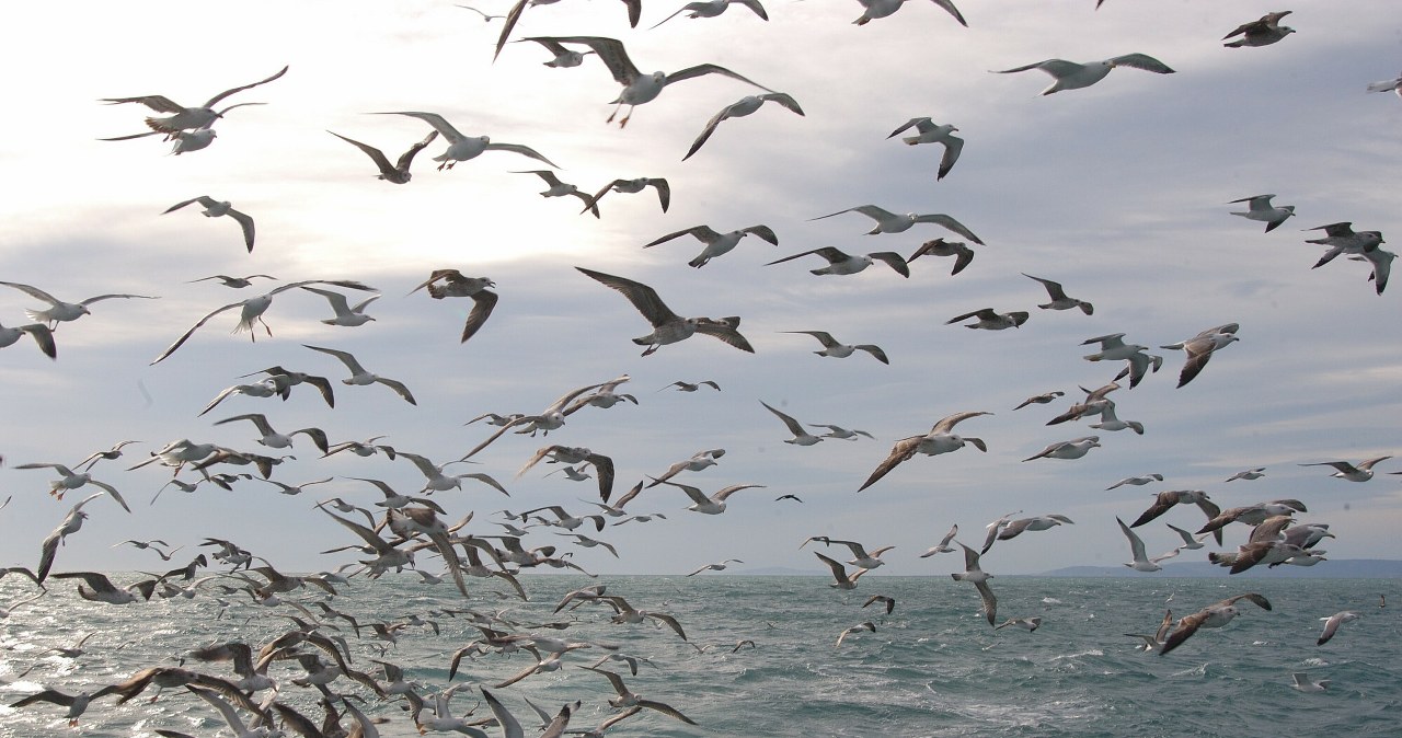 wiadomości,aktualności,Interia Skrzydlaty parking na autostradzie do ciepłych krajów. Lecą całe stada