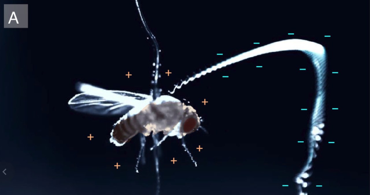 Obracają się nawet tysiąc razy na sekundę. Niezwykły sukces małych łowców