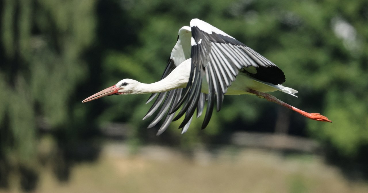 wiadomości,aktualności,Interia Bociania stołówka w Afryce. Niesamowite nagrania Polaków