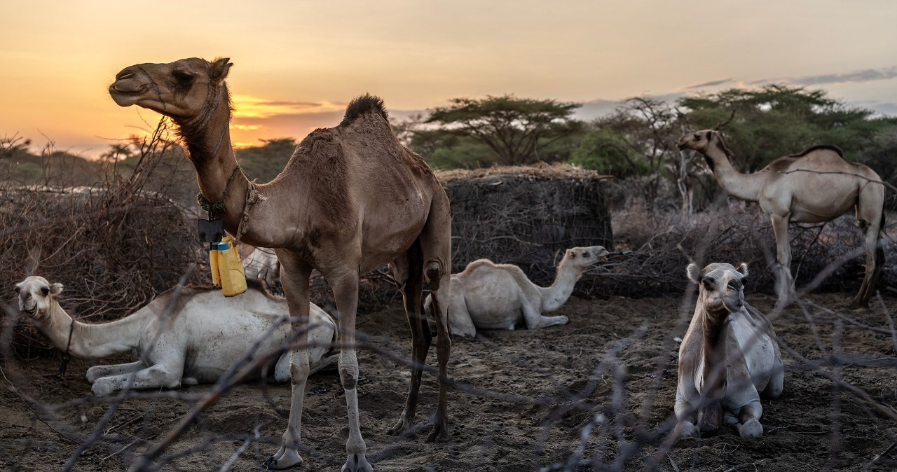 wiadomości,aktualności,Interia Wyginęło 70 proc. krów. Wtedy wkroczyły wielbłądy