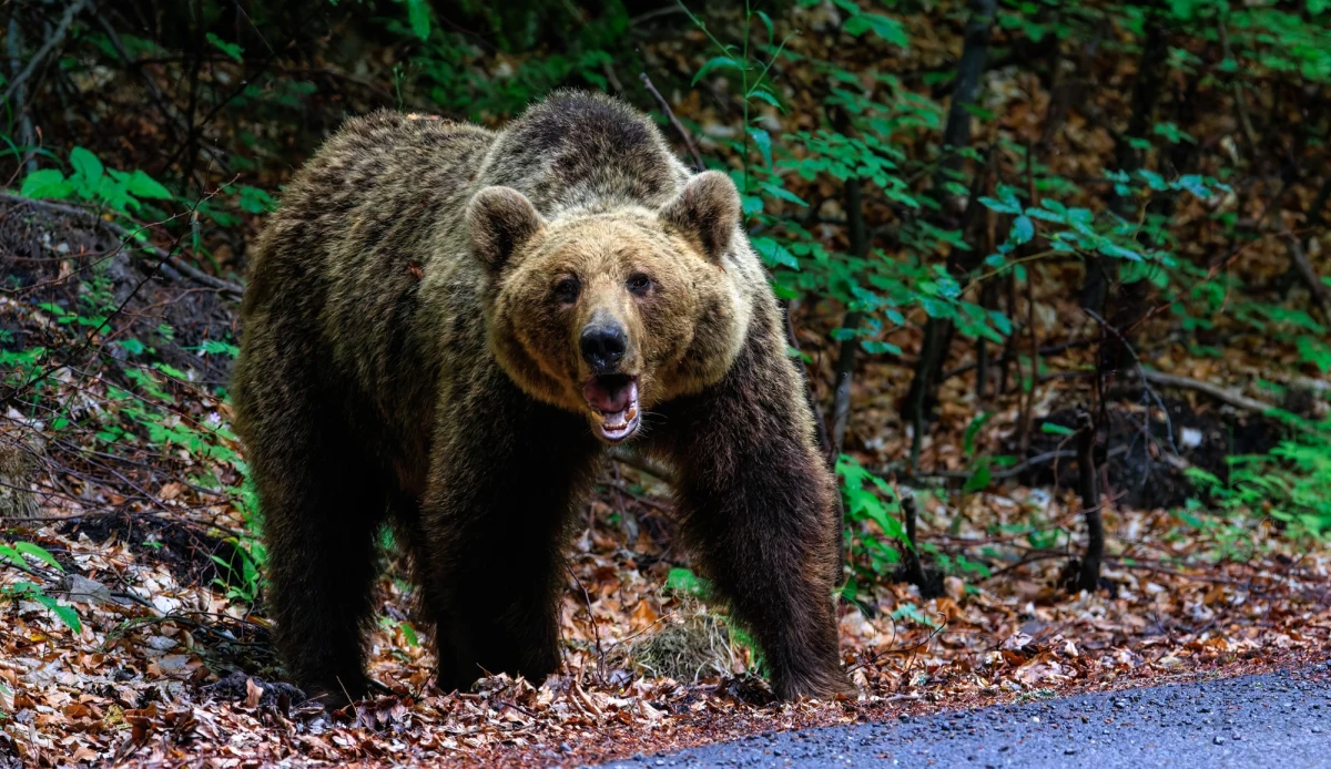 Tragiczny finał poszukiwań w Japonii - w górach prefektury Akita odnaleziono ciało 79-letniej kobiety, która najprawdopodobniej padła ofiarą ataku niedźwiedzia. W ostatni weekend w regionie doszło także do dwóch innych incydentów z udziałem tych drapieżników, w których ranne zostały kolejne osoby.