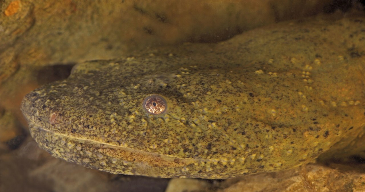 Jest problem z diabłami błotnymi. Zbadali olbrzymie stwory