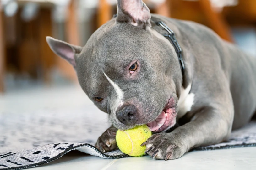 Obowiązkowe OC dla psów? Jest apel do ministra: Najwyższa pora