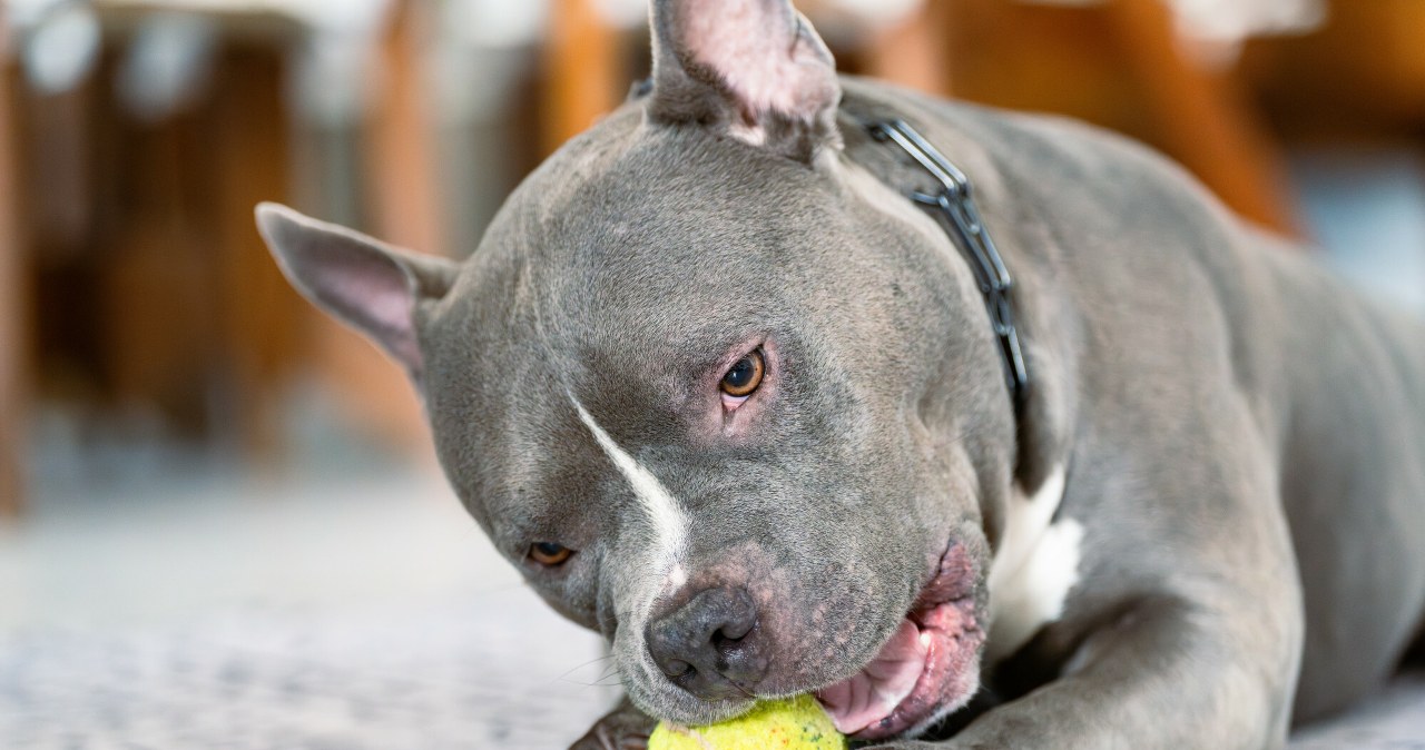 Obowiązkowe OC dla psów? Jest apel do ministra: Najwyższa pora